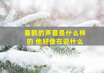 喜鹊的声音是什么样的 他好像在说什么